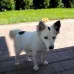 phoca thumb l Pepa 1 resize - Fundacja na Rzecz Ochrony Praw Zwierząt EX LEGE