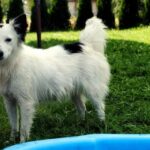 phoca thumb l Pepa 5 resize - Fundacja na Rzecz Ochrony Praw Zwierząt EX LEGE