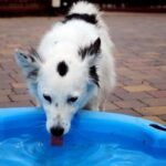 phoca thumb l Pepa 6 resize - Fundacja na Rzecz Ochrony Praw Zwierząt EX LEGE