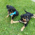 phoca thumb l Daisy i Bobi 2 - Fundacja na Rzecz Ochrony Praw Zwierząt EX LEGE