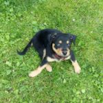 phoca thumb l Daisy i Bobi 3 - Fundacja na Rzecz Ochrony Praw Zwierząt EX LEGE