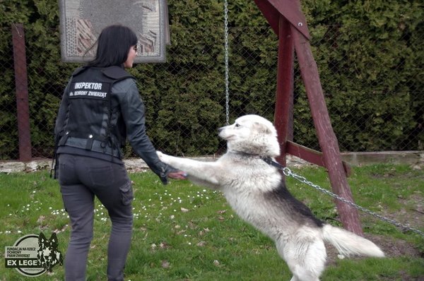 husky