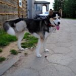 phoca thumb l Laga 1 1 - Fundacja na Rzecz Ochrony Praw Zwierząt EX LEGE