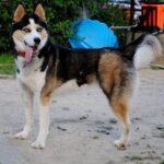 phoca thumb l Laga 2 1 - Fundacja na Rzecz Ochrony Praw Zwierząt EX LEGE