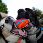 phoca thumb l Laga 4 1 - Fundacja na Rzecz Ochrony Praw Zwierząt EX LEGE