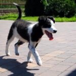 phoca thumb l Piorun 1 resize - Fundacja na Rzecz Ochrony Praw Zwierząt EX LEGE