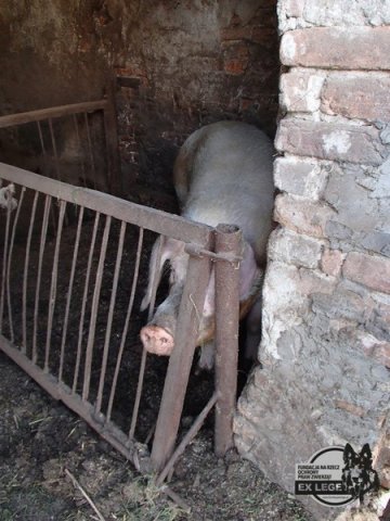 trzoda chlewna
