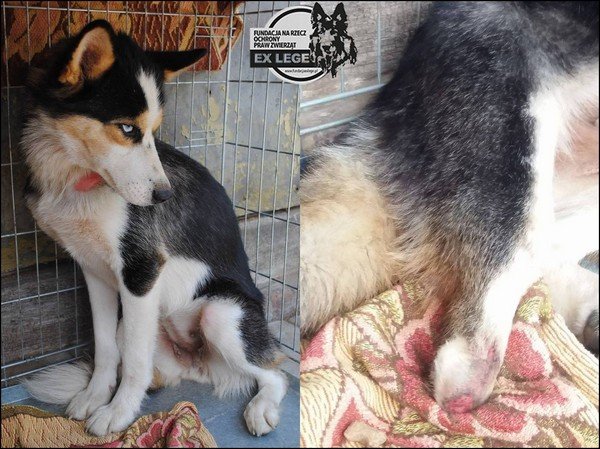 husky
