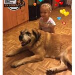 phoca thumb l 20161205 wirtulana adopcja Lalka - Fundacja na Rzecz Ochrony Praw Zwierząt EX LEGE