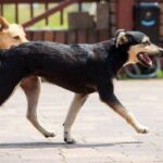 phoca thumb l Dzili 1 - Fundacja na Rzecz Ochrony Praw Zwierząt EX LEGE