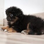phoca thumb l Miki 01 - Fundacja na Rzecz Ochrony Praw Zwierząt EX LEGE