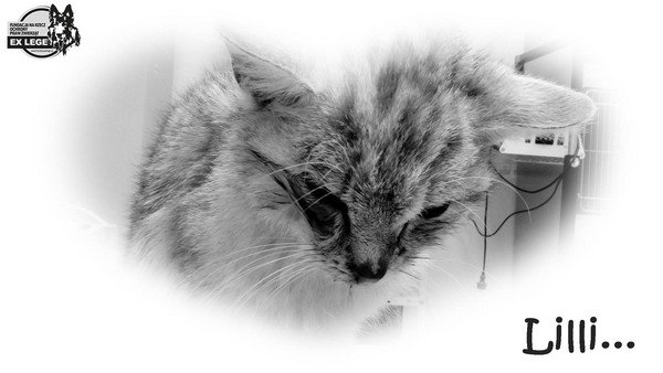 Lilli