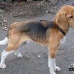 beagle z łańcucha