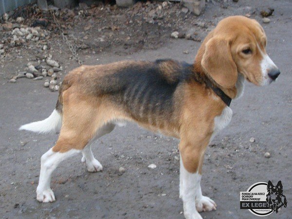 beagle z łańcucha