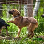 phoca thumb l dora 03 - Fundacja na Rzecz Ochrony Praw Zwierząt EX LEGE