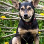 phoca thumb l felicja 02 - Fundacja na Rzecz Ochrony Praw Zwierząt EX LEGE