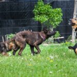 phoca thumb l kora 01 - Fundacja na Rzecz Ochrony Praw Zwierząt EX LEGE