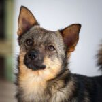 phoca thumb l niunia 02 - Fundacja na Rzecz Ochrony Praw Zwierząt EX LEGE