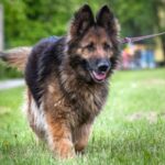 phoca thumb l sara 02 - Fundacja na Rzecz Ochrony Praw Zwierząt EX LEGE