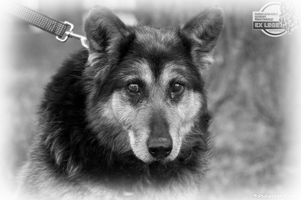 ares