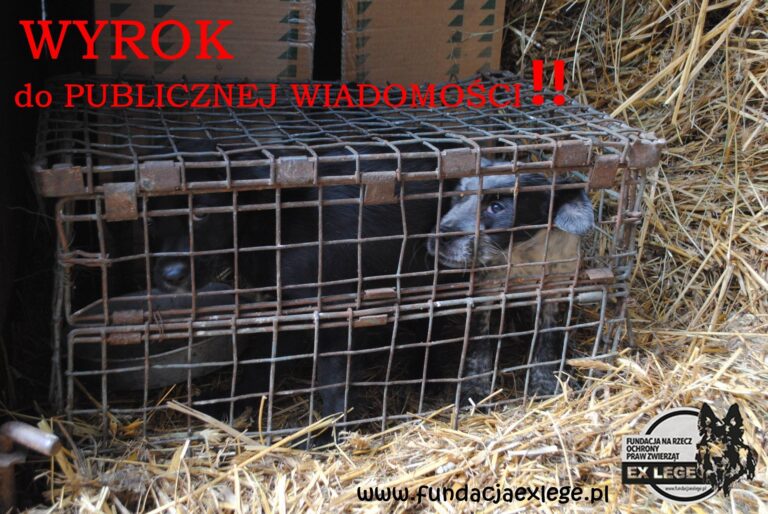 wyrok-wohyn