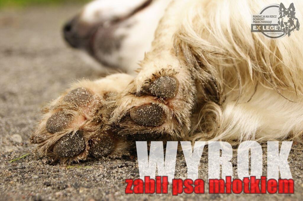 wyrok