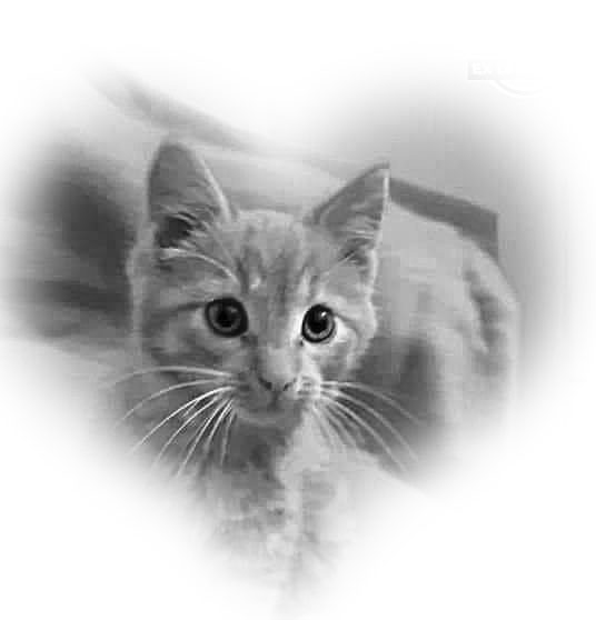 Nugat
