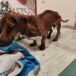 107699360 4027267810676676 111266740244838583 n - Fundacja na Rzecz Ochrony Praw Zwierząt EX LEGE