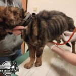 125260950 10225039550078577 6289062506342213365 o - Fundacja na Rzecz Ochrony Praw Zwierząt EX LEGE
