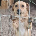 125359143 10225039475956724 8163244509169057840 n - Fundacja na Rzecz Ochrony Praw Zwierząt EX LEGE