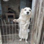 125421418 10225039532998150 427978025131535528 n - Fundacja na Rzecz Ochrony Praw Zwierząt EX LEGE