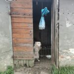 125425434 10225039532958149 9029283214988248024 n - Fundacja na Rzecz Ochrony Praw Zwierząt EX LEGE