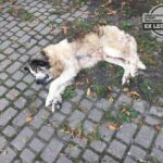 atos4 - Fundacja na Rzecz Ochrony Praw Zwierząt EX LEGE