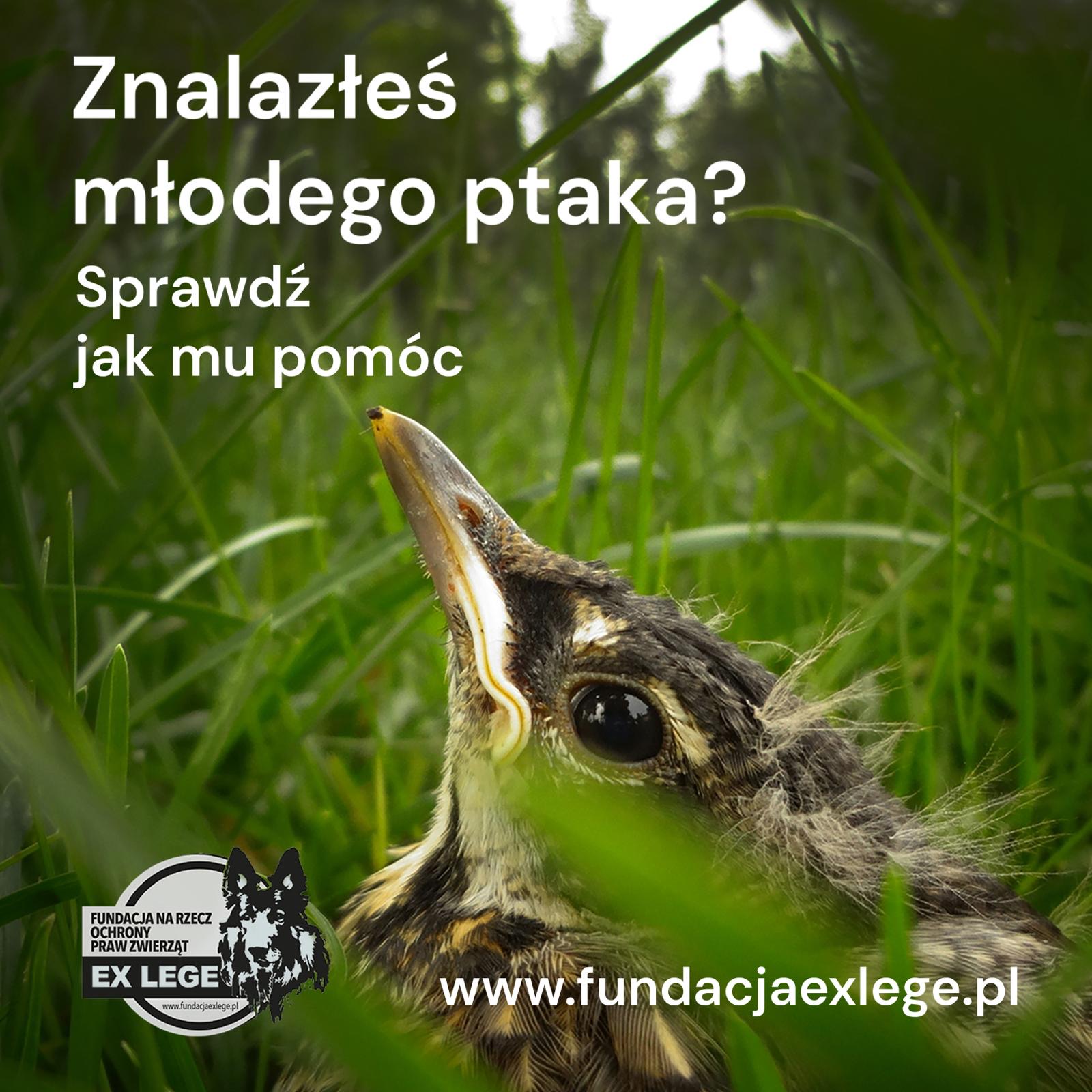 WhatsApp Image 2024 05 18 at 15.47.11 - Fundacja na Rzecz Ochrony Praw Zwierząt EX LEGE
