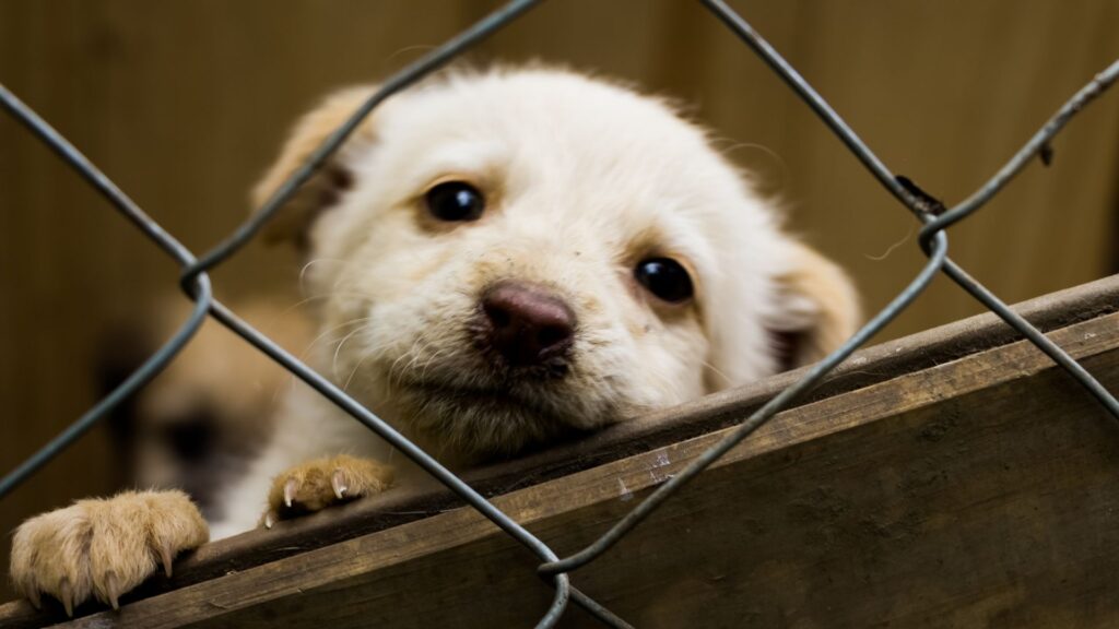 adopcja psy - Fundacja na Rzecz Ochrony Praw Zwierząt EX LEGE