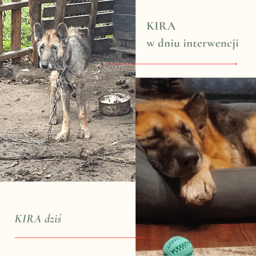 2 - Fundacja na Rzecz Ochrony Praw Zwierząt EX LEGE