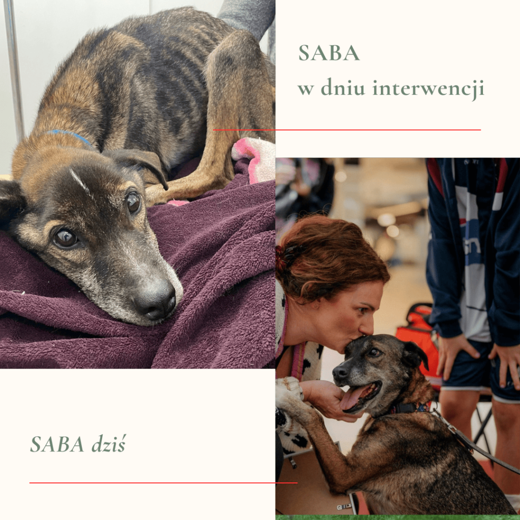 4 - Fundacja na Rzecz Ochrony Praw Zwierząt EX LEGE
