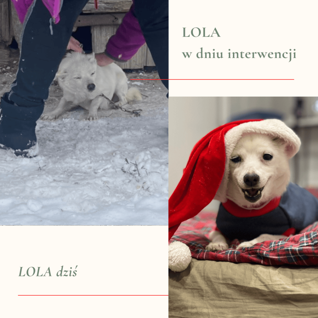 6 - Fundacja na Rzecz Ochrony Praw Zwierząt EX LEGE