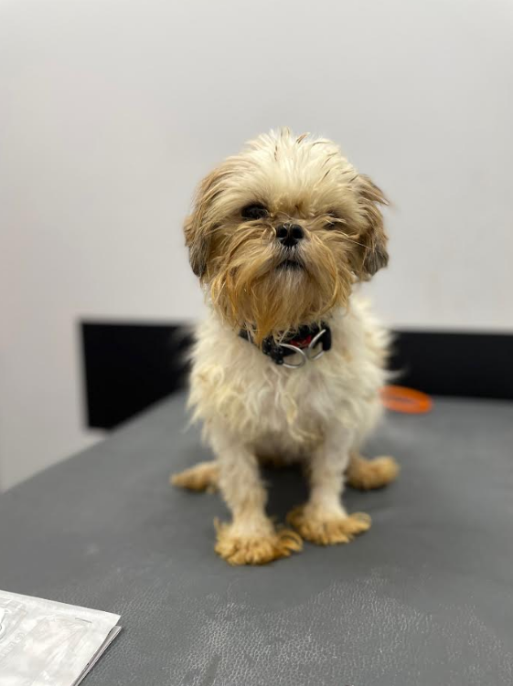 Adopcje 10 obraz 2025 05 29 203228512 - Fundacja na Rzecz Ochrony Praw Zwierząt EX LEGE