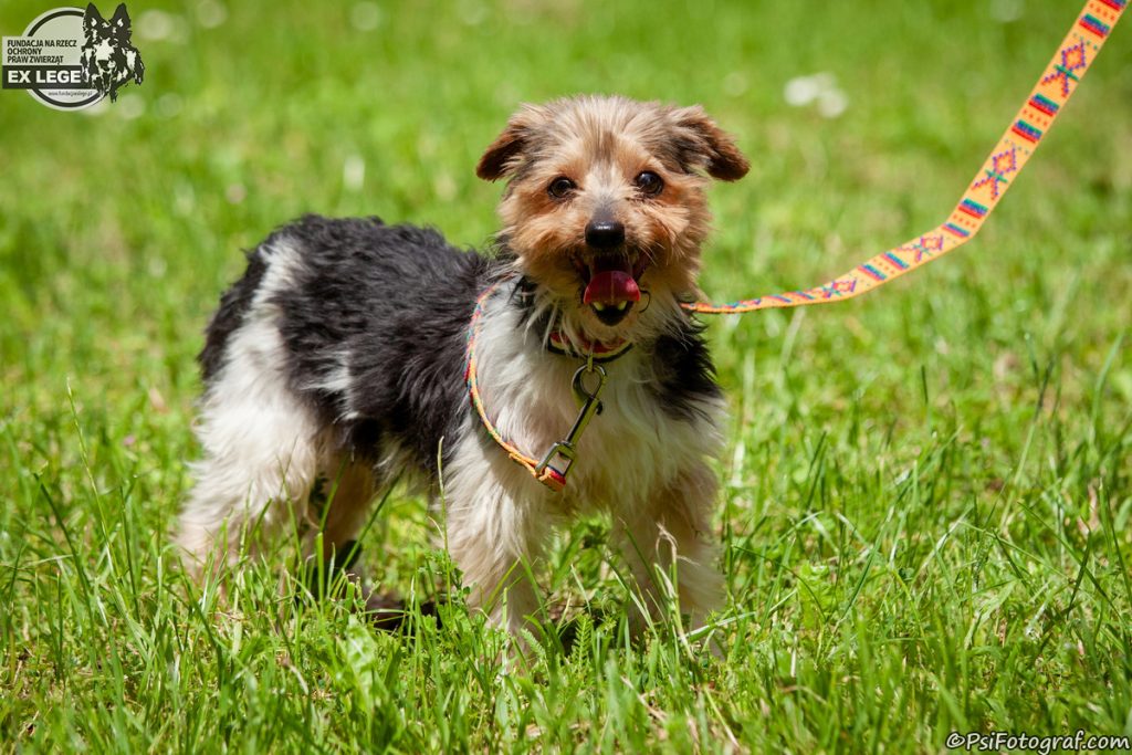Adopcje 6 IMG 1124 Tofik 1200 - Fundacja na Rzecz Ochrony Praw Zwierząt EX LEGE