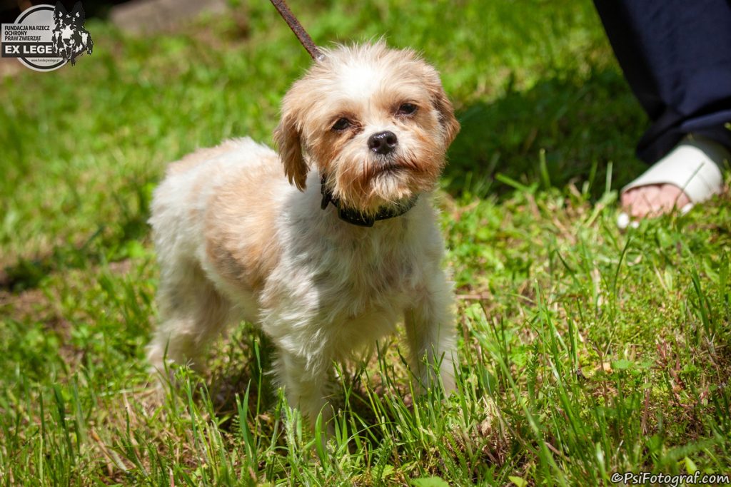 Adopcje 5 IMG 1197 Zelka 1200 - Fundacja na Rzecz Ochrony Praw Zwierząt EX LEGE