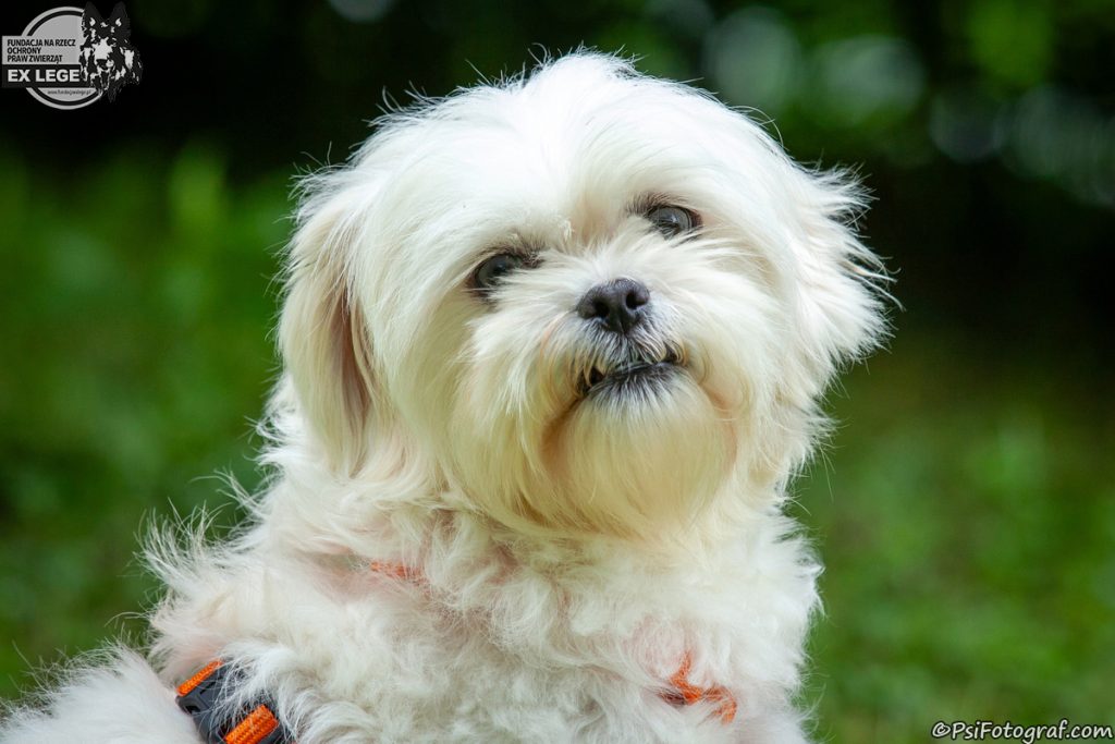 Adopcje 9 IMG 1249 Paczek 1200 - Fundacja na Rzecz Ochrony Praw Zwierząt EX LEGE