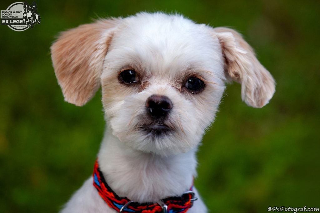 Adopcje 7 IMG 1380 Miki 1200 - Fundacja na Rzecz Ochrony Praw Zwierząt EX LEGE
