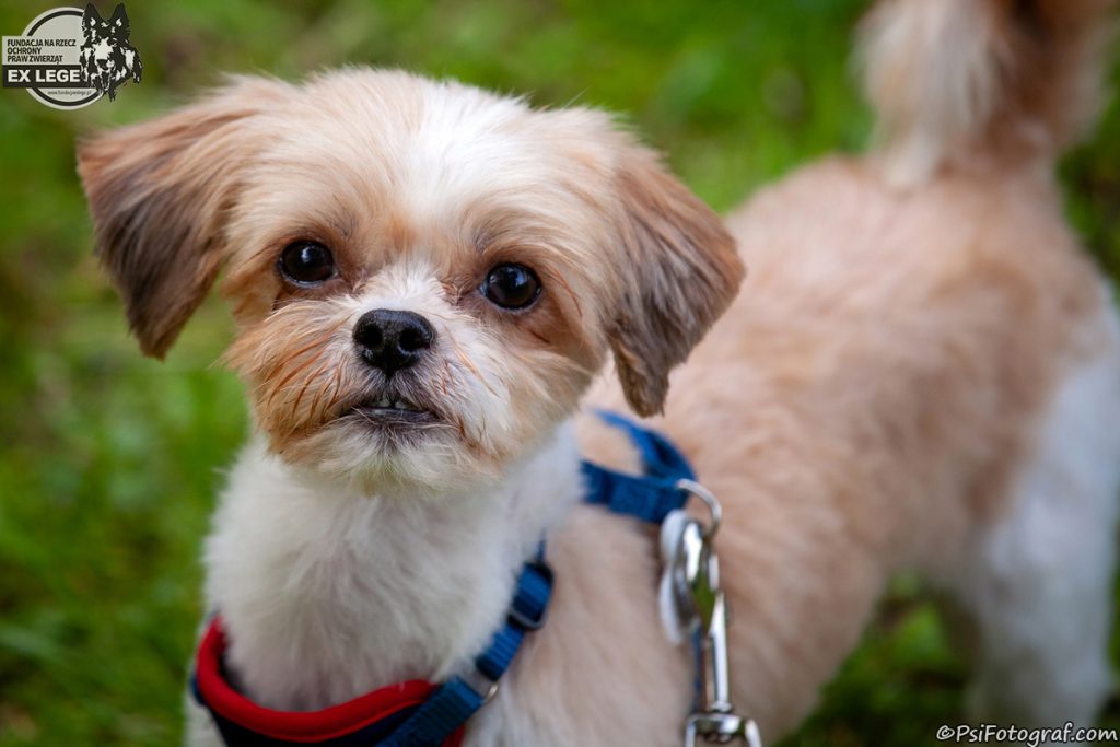 Adopcje 8 IMG 1400 Tofik 1200 - Fundacja na Rzecz Ochrony Praw Zwierząt EX LEGE