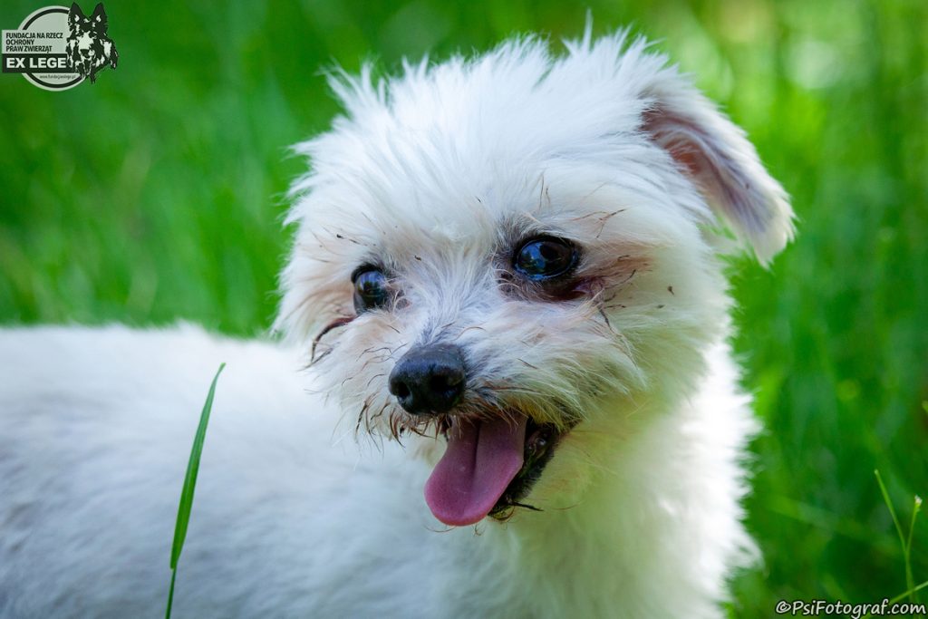 Adopcje 12 IMG 1569 Tofino 1200 - Fundacja na Rzecz Ochrony Praw Zwierząt EX LEGE