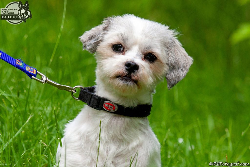 Adopcje 3 IMG 2042 Taco 1200 - Fundacja na Rzecz Ochrony Praw Zwierząt EX LEGE