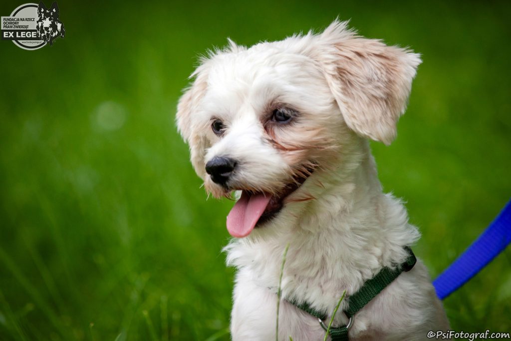 Adopcje 2 IMG 2139 Zoya 1200 1 - Fundacja na Rzecz Ochrony Praw Zwierząt EX LEGE