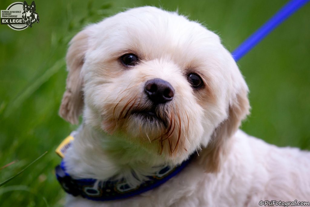 Adopcje 4 IMG 2150 Dante 1200 - Fundacja na Rzecz Ochrony Praw Zwierząt EX LEGE