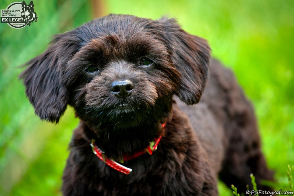 Adopcje 1 IMG xxx2272 Plastelina 1200 - Fundacja na Rzecz Ochrony Praw Zwierząt EX LEGE