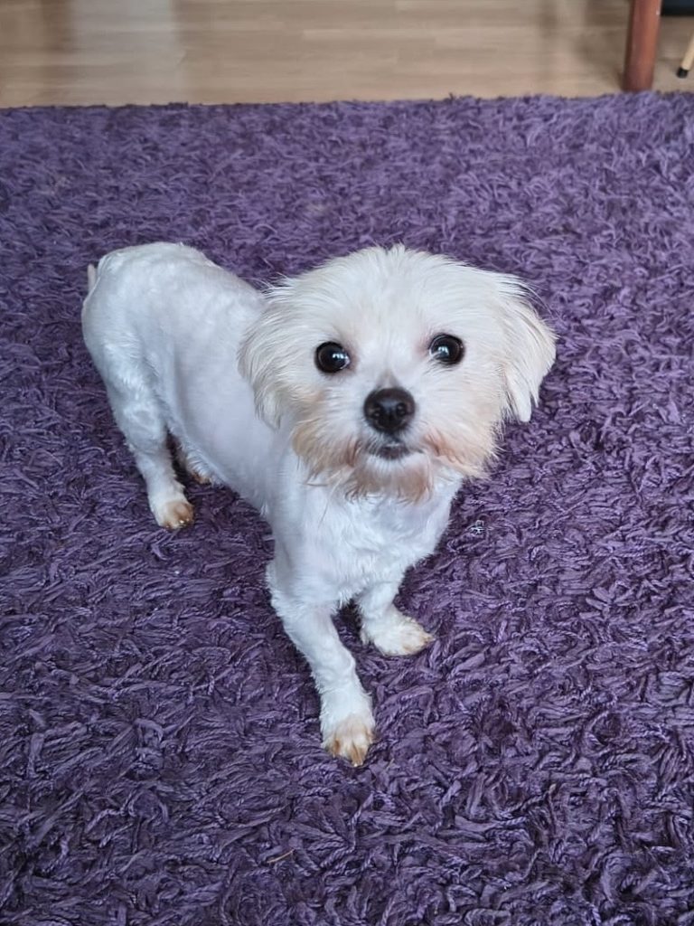 Adopcje 11 cd497f1d 8c87 423d b986 cb974b805e79 - Fundacja na Rzecz Ochrony Praw Zwierząt EX LEGE